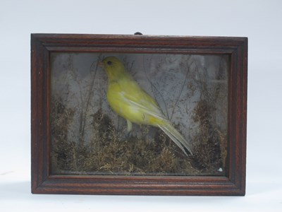 Lot 1444 - Taxidermy, Canary in naturalistic setting,...