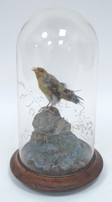 Lot 1287 - Taxidermy; A Late XIX Century Siskin, perched...