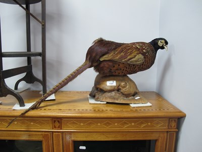 Lot 1587 - Taxidermy - Pheasant, on wooden naturalistic...