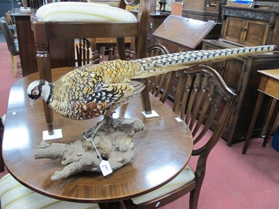 Lot 1589 - Taxidermy - Female Pheasant, on wooden...