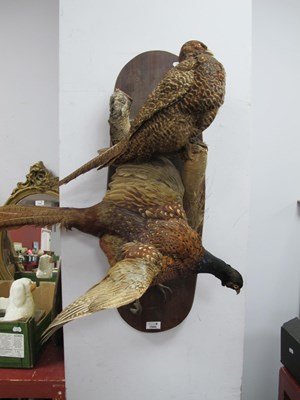 Lot 1545 - Taxidermy - Male & Female Pheasant, on an oval...