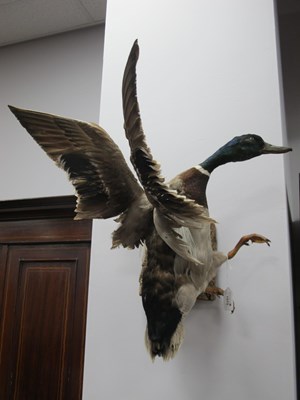 Lot 1573 - Taxidermy - Duck, on bark base, 50cn high.