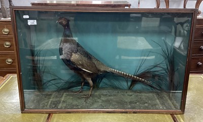 Lot 1306 - Taxidermy: A Pheasant Amongst Grasses, and...