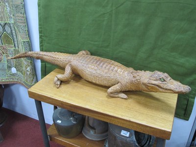 Lot 1366 - Taxidermy - Cayman Aligator, approximately...