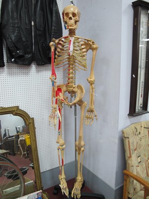 Lot 1489 - Skeleton, full length human skeleton model in...