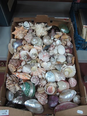 Lot 1473 - Collection of Sea Shells:- One Box.