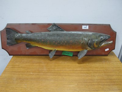 Lot 1353 - Taxidermy - Trout, 66cm long, mounted on wall...