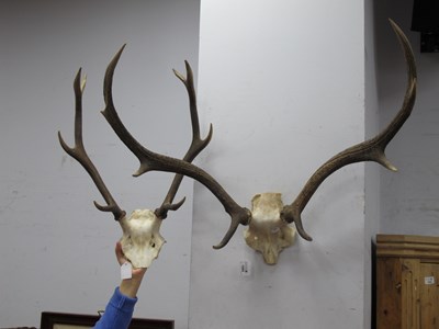 Lot 1505 - Eight Point Stag Antlers, 71cm wide, another...