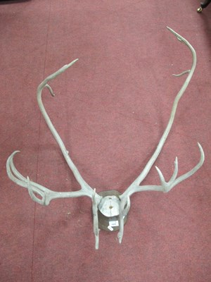 Lot 1404 - Mounted Antlers, approx 72cm wide.