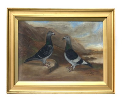 Lot 1208 - English School Portrait of Two Racing Pigeons,...