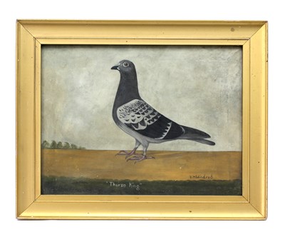 Lot 1207 - English School Portrait of a Racing Pigeon...