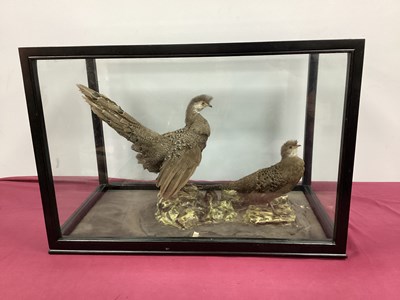 Lot 1554 - Taxidermy; Cased Burmese Peacock Pheasants...