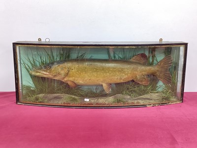 Lot 1325 - Taxidermy: A Cased Pike, caught by J.T....