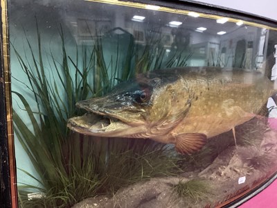Lot 1325 - Taxidermy: A Cased Pike, caught by J.T....
