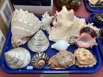 Lot 1382 - A Collection of Seashells, including large...