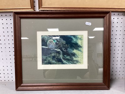 Lot 1452 - Tim Wootton, Little Owl, watercolour, signed,...