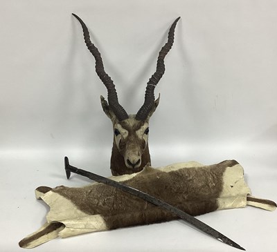 Lot 1343 - Taxidermy; An Antelope, looking straight ahead,...