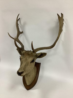 Lot 1344 - Taxidermy. A Deer Stag Shoulder Mount, looking...