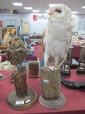 Lot 1355 - Taxidermy - A Barn Owl, perched on a wooden...