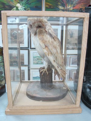 Lot 1377 - Taxidermy - Snowy Owl? on naturalistic perch,...