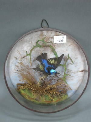 Lot 1235 - Taxidermy: An Exotic Bird, with blue, cream...