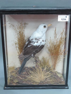 Lot 1234 - Taxidermy: A Cased Bird, with white head and...