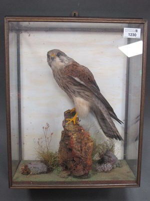 Lot 1230 - Taxidermy: A Female Kestrel, perched on a...