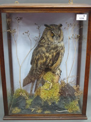 Lot 1236 - Taxidermy: A Long-Eared Owl, perched on a...