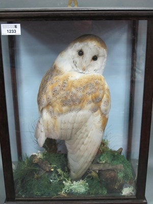 Lot 1233 - Taxidermy: A Barn Owl, perched on rocks with...