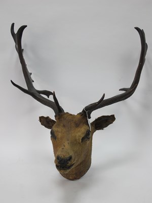 Lot 1231 - Taxidermy; A Stag's Head, with antlers, 51cm...