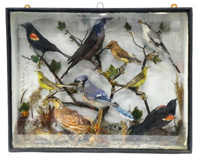 Lot 1268 - Taxidermy. A Late XIX Century Case of Nine...