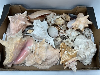 Lot 1457 - Sea Shells, a Large Collection to include,...