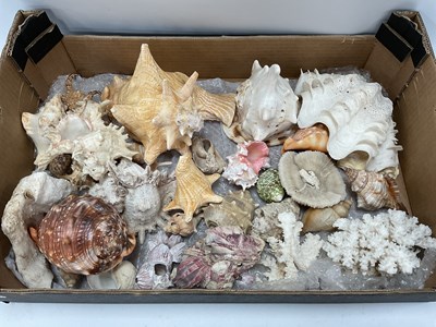 Lot 1454 - Sea Shells, a Large Collection to include,...