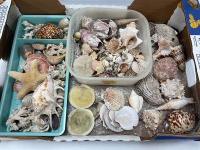Lot 1451 - Seashells, a Large Collection to include many...
