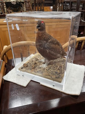 Lot 1574 - Taxidermy; Red Grouse Game Bird stood on...