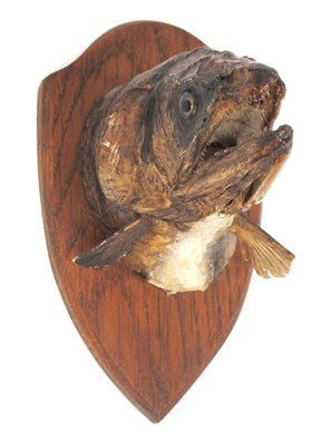 Lot 1446 - Victorian Taxidermy Study of a Salmon Head,...