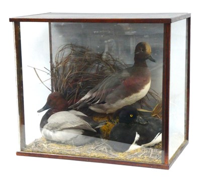 Lot 1332 - Taxidermy; A Study of Three Nesting Ducks, in...