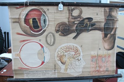 Lot 1338 - XIX Century German Human Anatomy Wall Hanging,...