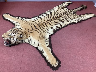 Lot 1473 - Taxidermy: A Bengal Tiger (Panthera tigris)...