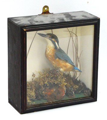 Lot 1320 - Taxidermy. A Kingfisher, in a naturalistic...