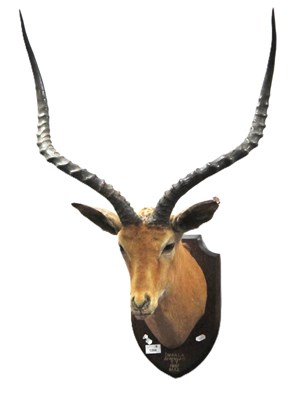 Lot 1266 - Taxidermy: An Impala, mounted on an oak shield,...