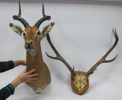 Lot 1232 - Taxidermy; An Antelope Head with Horns, 97cm...